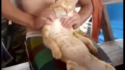 Коте което обича масажи