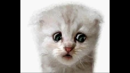 Omg Talking Cat 