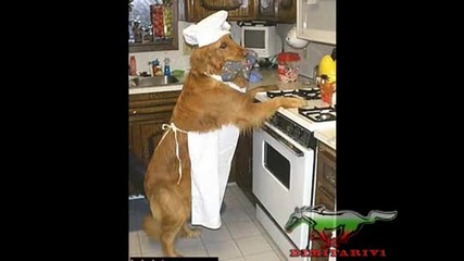 Смешни кучета