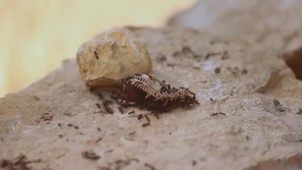 Мравки поглъщат тялото на умряла лястовичка