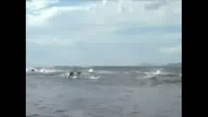 Amazing Dolphins