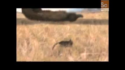 Mammals Vs. Dinos - Allosaurus vs. Stegosaurus 
