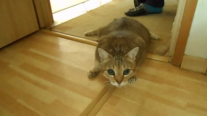 Коте излиза от упойка