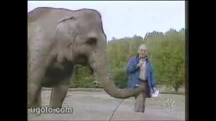 Смях - Слон се опитва да направи свирка на репортер! ;) 
