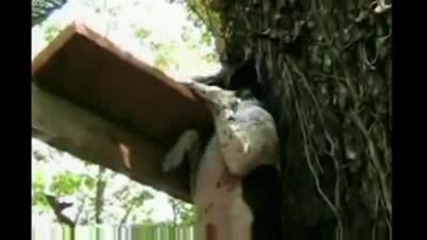 Куче се катери като човек