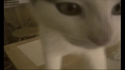 Pussy 