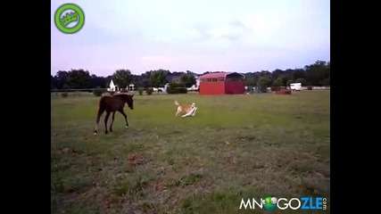 Куче си играе с конче