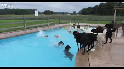 Кучешко парти на басейн