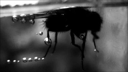 Trim The Fat - Black Fly (anthony Yarranton Remix)