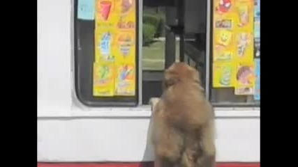 Куче което обожава сладолед 