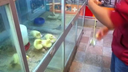 Хипнотизиране на малко пиленца