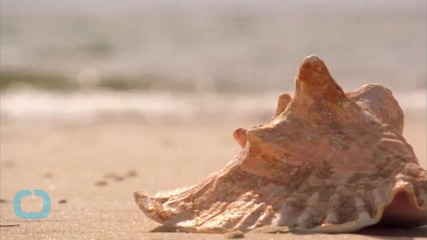 Seashell Shapes Show Strength For Safety