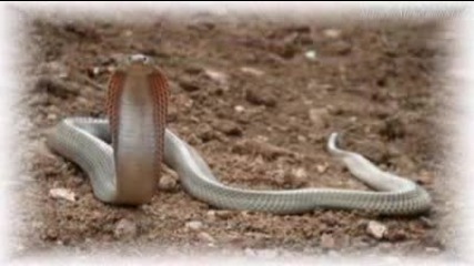 Best Top 11 Most Poisonous Venomous Deadliest Snakes
