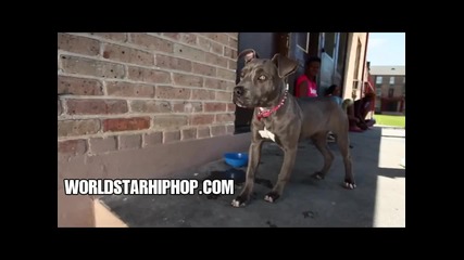 Lloyd ft Mystikal - Set Me Free [official Video]