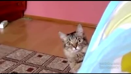 Ужасеното Коте