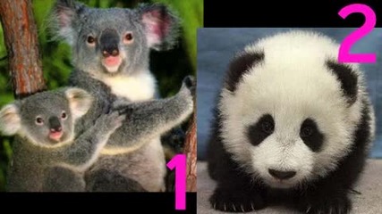 Koe животно е по - сладко ? 