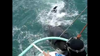 Акулата атакува !! 