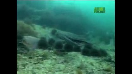 Intelligent Octopus [animal planet]