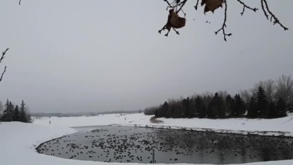 Снежните патици в езерцето при -10*
