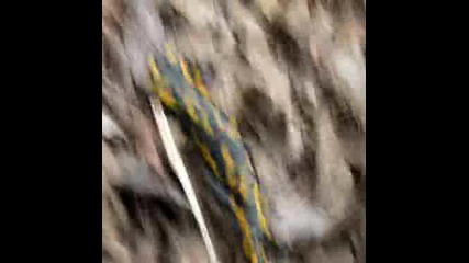 The Lizard