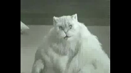 Funny Cat Exercising