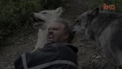 Живот сред Вълци
