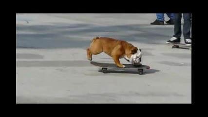 Куче което кара Skateboard