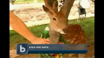 Елен пие бира