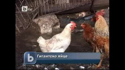 btv Новини Любопитно Кокошка снесе гигантско яйце в Шуменско 