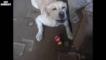 Лудо куче комуникира с играчка. Смях!