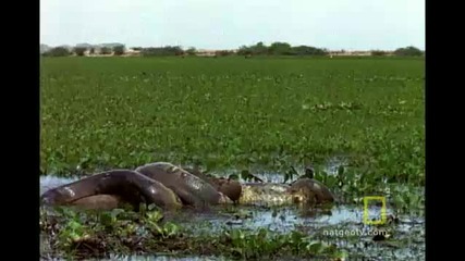 Best_08_anaconda_hunts