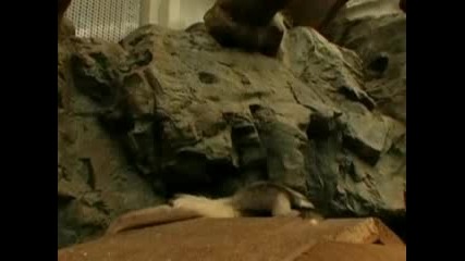 Сладко бебе мравояд се роди в Японския зоопарк