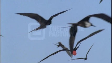 Птиците - свобода сред ветровете 