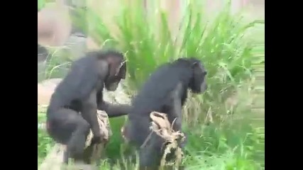 Смешни маймуни с еднаква походка