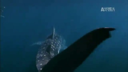 Wild Kingdom - Tagging a Whale Shark [