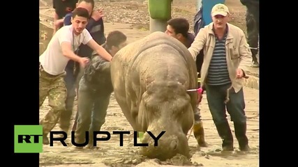 Тбилиси се напълни с избягали животни от зоологическата градина, след смъртоносните наводнения