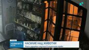 Задържаха мъж заради проверка за изтезаване на животни във Варна