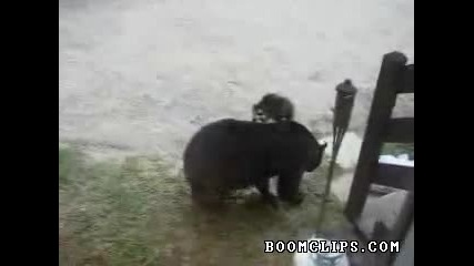 Котка сдухва мечка