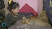 Lion Cubs Find a Home With Gaza Family