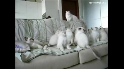 Страхотни Синхронни Котки! 