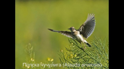 Полска чучулига (alauda arvensis)