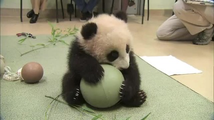 Бебе панда не си дава топката:)