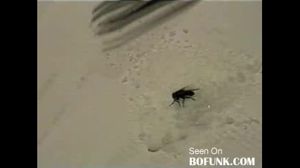 Как се съживява муха (егати номера) 