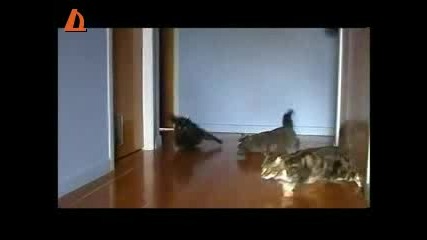 Котка прави як дрифт