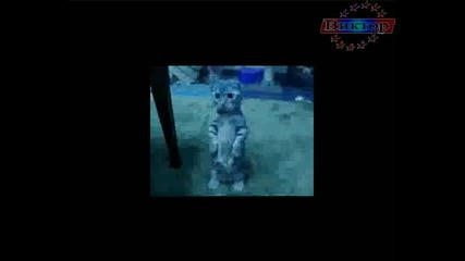 Малко Сладко Коте Си Играе