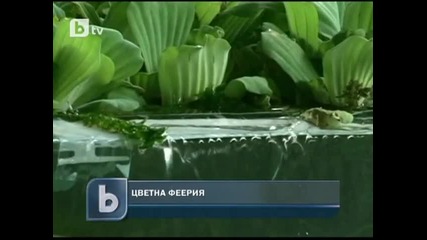 Цветна феерия в Тайпе
