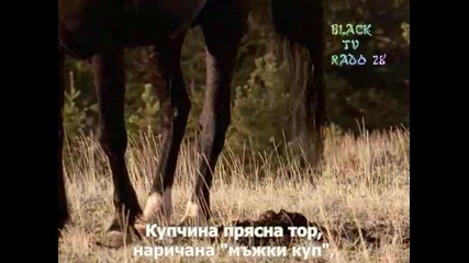National Geographic - The noble horses (horses)