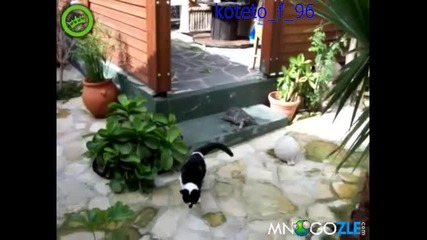 Костенурка атакува котка