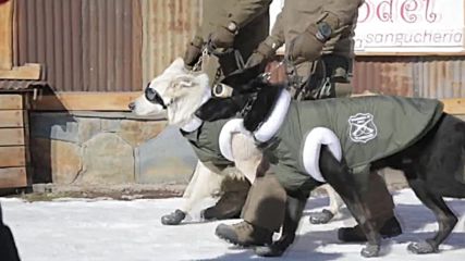 Chile: Police mountain patrol dogs gear up in winter gear to work on the slopes