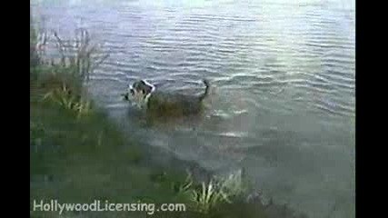 Куче лови риба